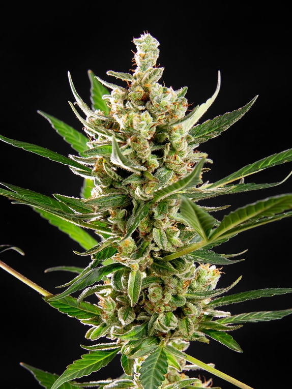 Wedding Cake Auto Cannabis Seeds