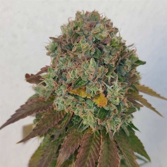 Acid Dawg Regular Cannabis Seeds
