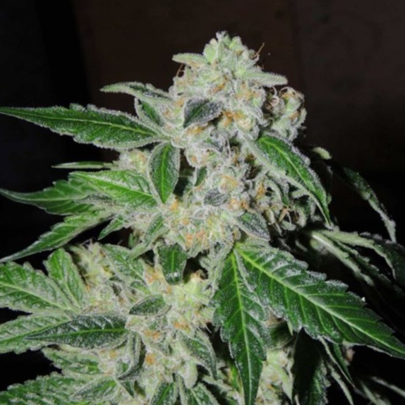 Sour Power OG Regular Cannabis Seeds