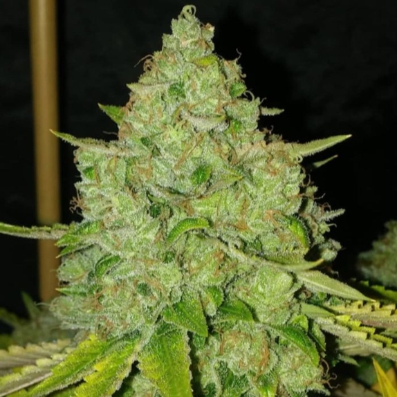 Sour Rado Regular Cannabis Seeds