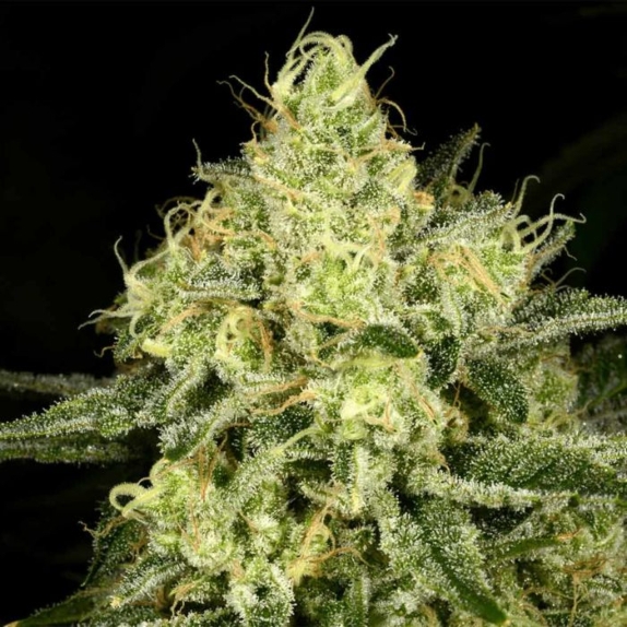 Tasty Tree Regular Cannabis Seeds