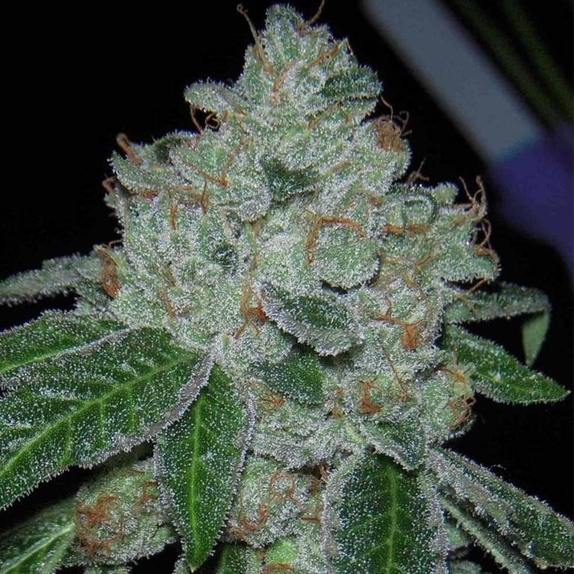 Rocket Fuel Regular Cannabis Seeds