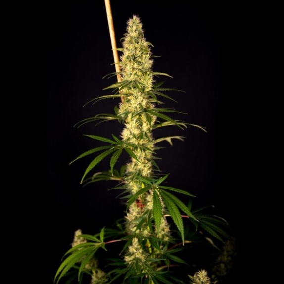 Island Sweet Barb Feminised Cannabis Seeds