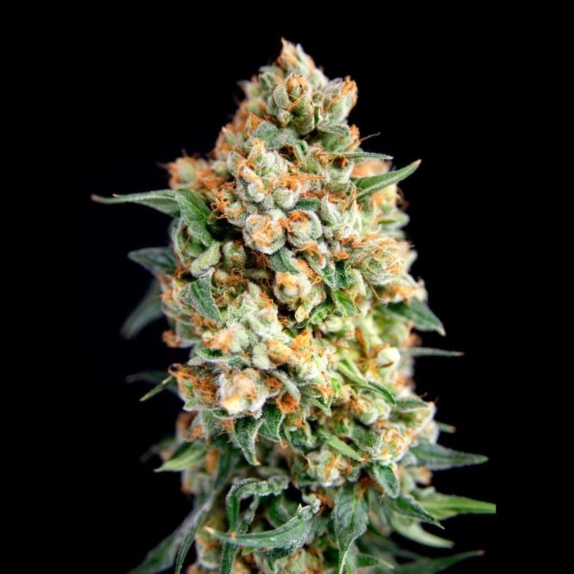 Sticky Barb Feminised Cannabis Seeds