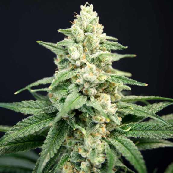 Lavender Barb Feminised Cannabis Seeds