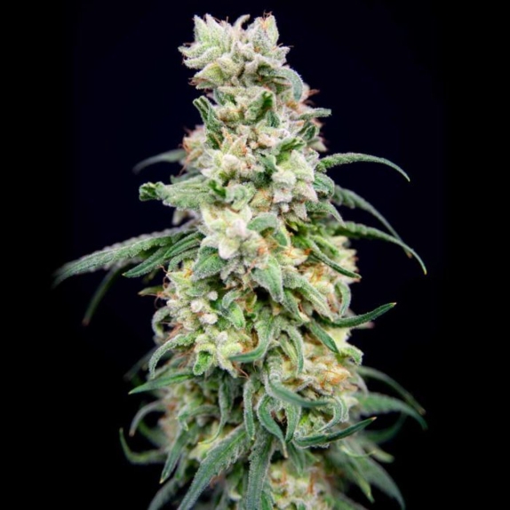 Rainbow Barb Feminised Cannabis Seeds