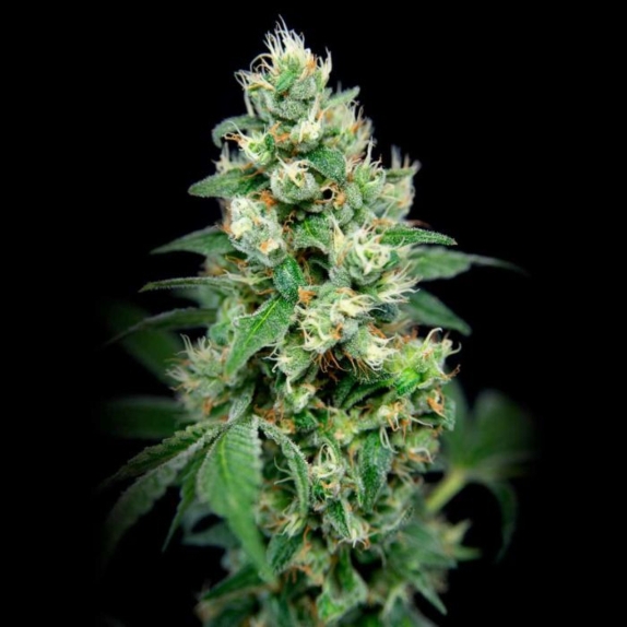 Grapefruit Barb Feminised Cannabis Seeds