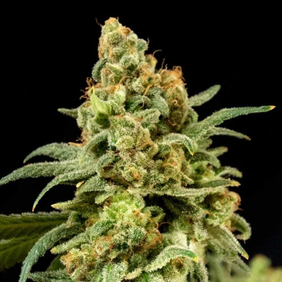 Peaches 'N' Cheese Feminised Cannabis Seeds