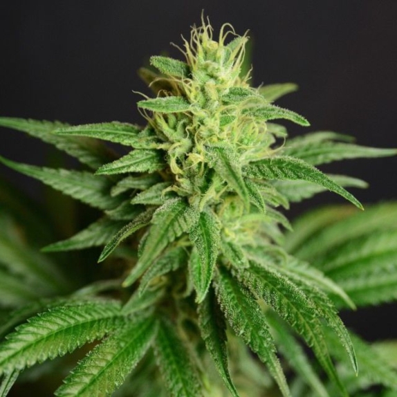 CBD Jean Feminised Cannabis Seeds