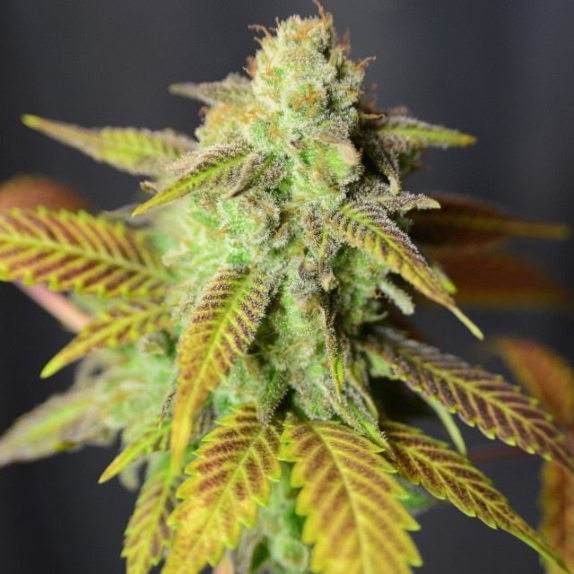 Barbarella Feminised Cannabis Seeds