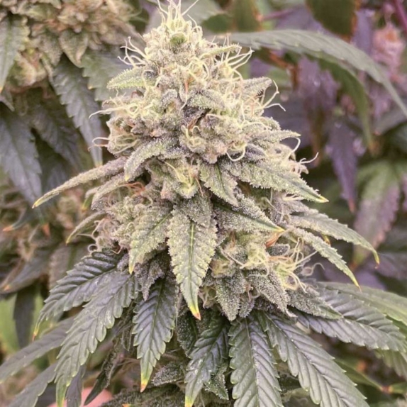 Frosted Onionz Feminised Cannabis Seeds