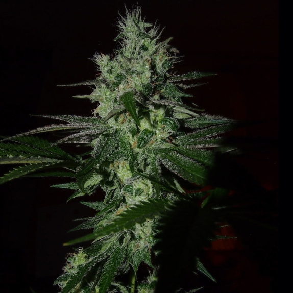 Frosted Madness feminised Cannabis Seeds