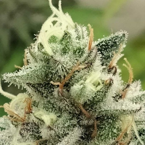 Blowrange Feminised Cannabis Seeds