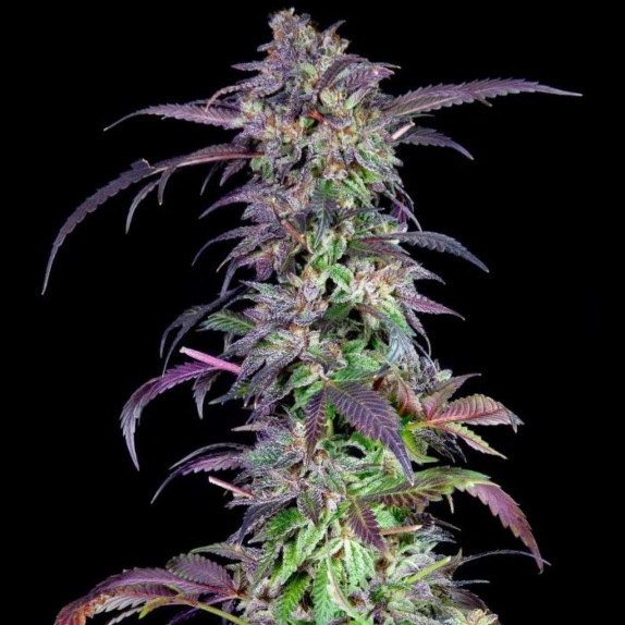 Orangina Feminised Cannabis Seeds