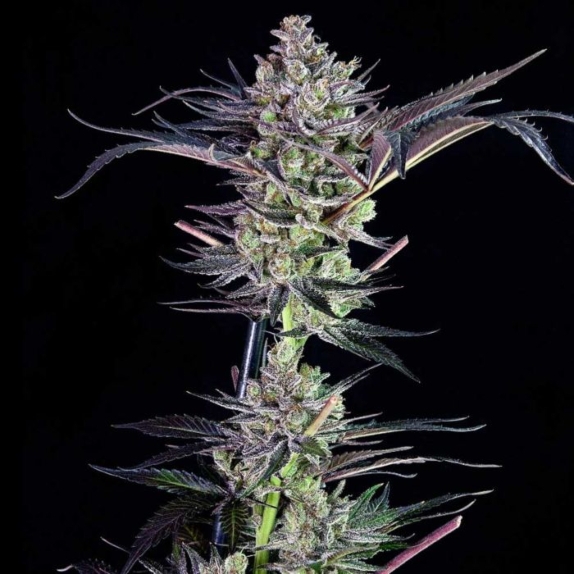 MendoMint Feminised Cannabis Seeds