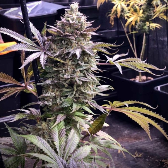 Pineapple R2 Feminised Cannabis Seeds