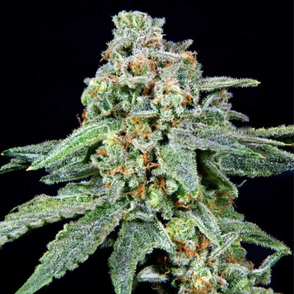 026 Feminised Cannabis Seeds