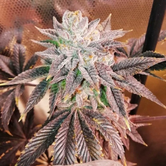 Z Head Feminised Cannabis Seeds