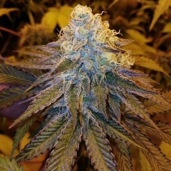 After Cookiez Feminised Cannabis Seeds