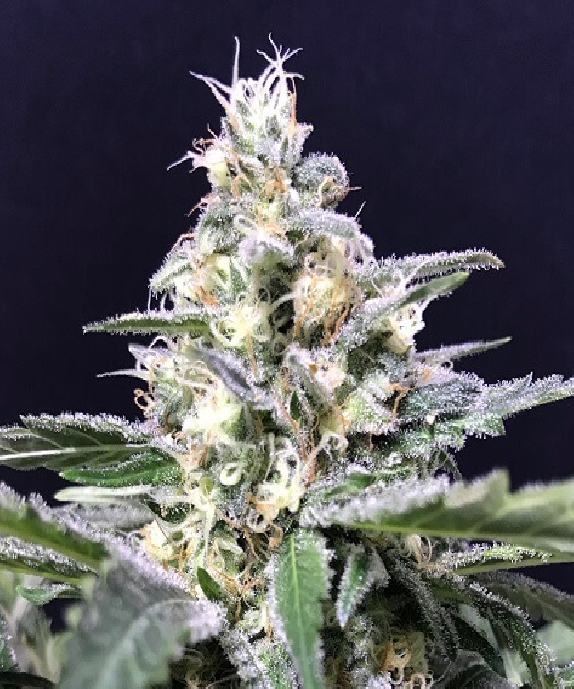 Amnesia - Amazon Haze Auto Cannabis Seeds