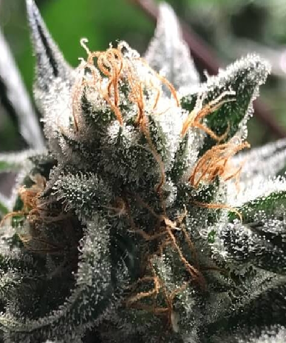 Critical Jack - Condor Auto Cannabis Seeds