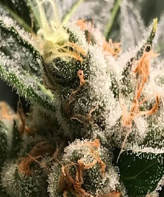 OG Kush - Dark Kush Auto Cannabis Seeds