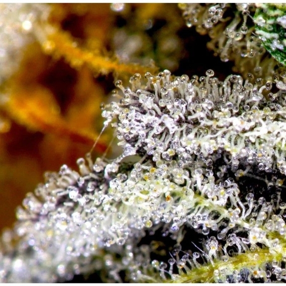 Vanilla Frosting Cannabis Seeds