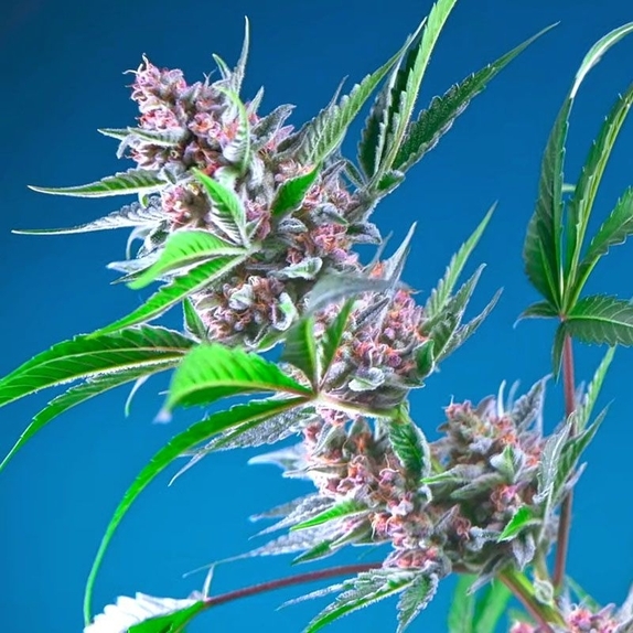 Purple Berry Punch Cannabis Seeds