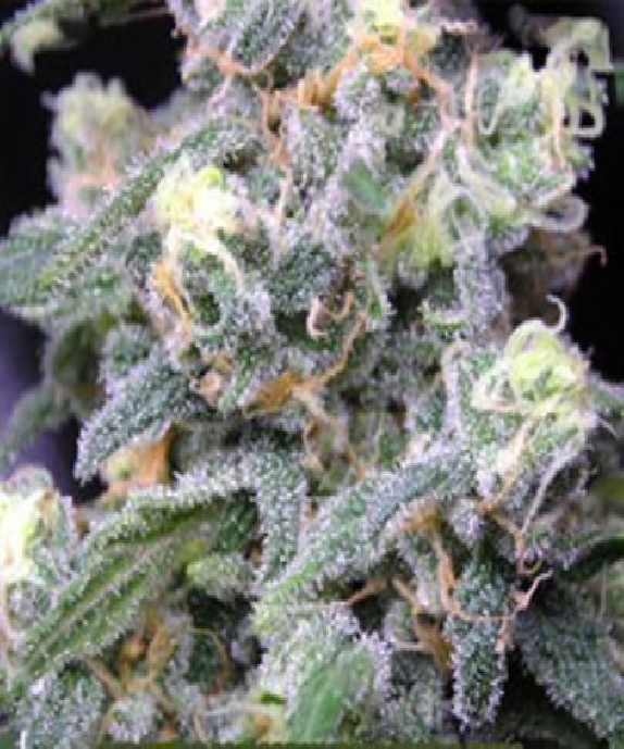 Grape OG Feminised Cannabis Seeds