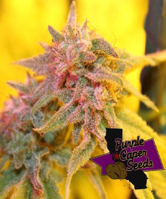 Strawberry Banana Caper Feminised Cannabis Seeds