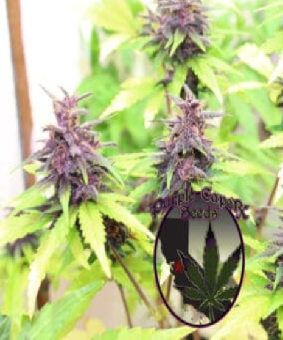 Purple Runtz Cake Auto Cannabis Seeds