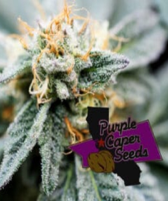 Gold Runtz Cake Auto Cannabis Seeds