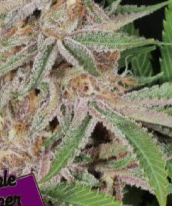 Lilac Runtz Cake Auto Cannabis Seeds