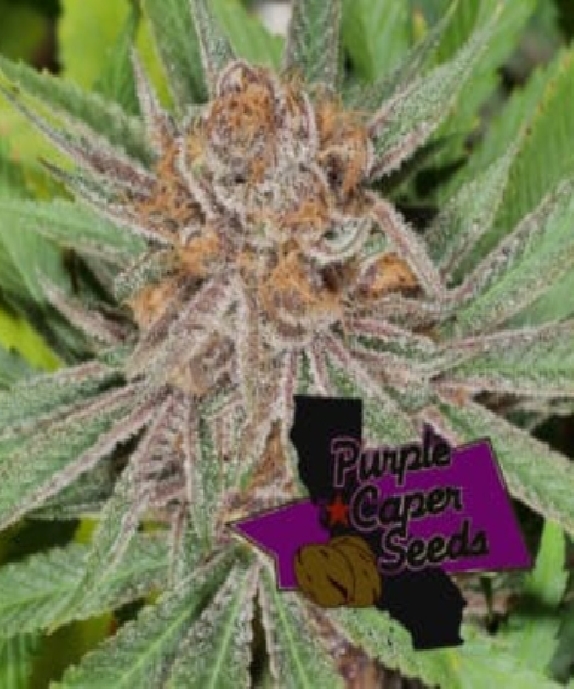 Blackberry Runtz Cake Auto Cannabis Seeds