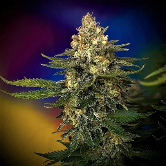 Megaton Mass Feminised Cannabis Seeds