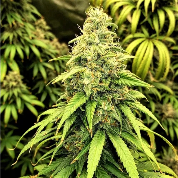 Blutonium Mass Feminised Cannabis Seeds