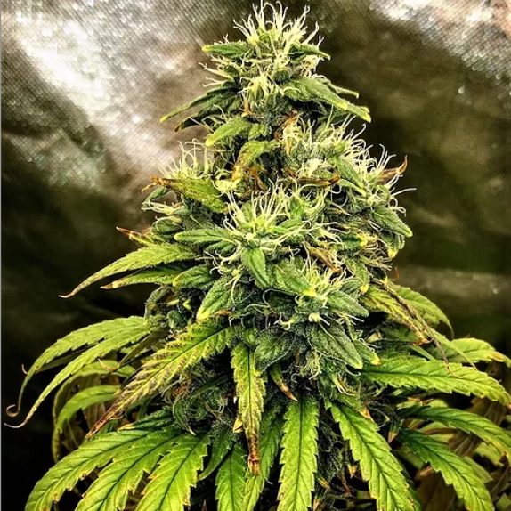 Monolith Mass Feminised Cannabis Seeds