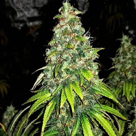 Auto Blutonium Mass Cannabis Seeds