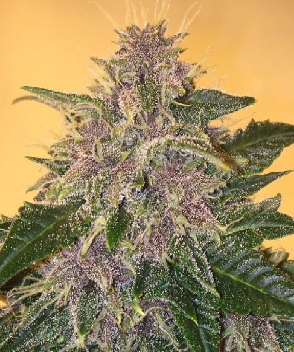 Blueberry Auto Cannabis Seeds