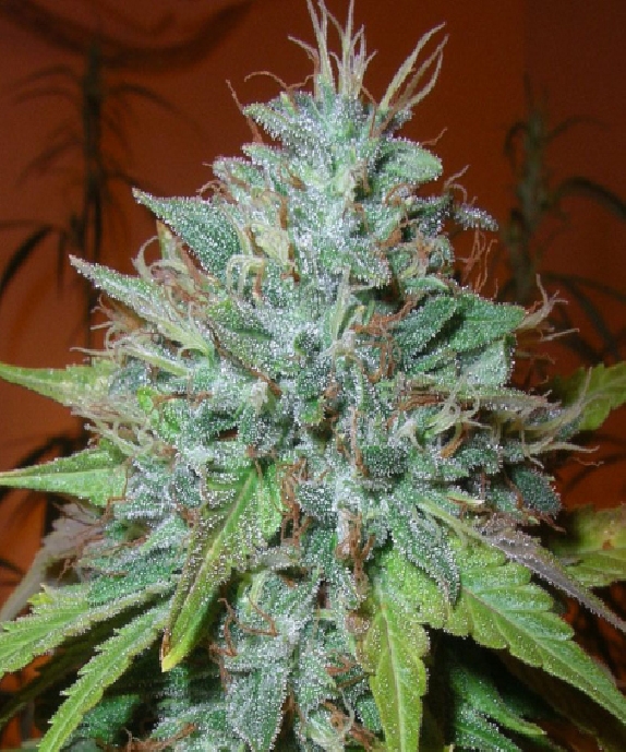 Grapefruit Kush Cannabis Seeds