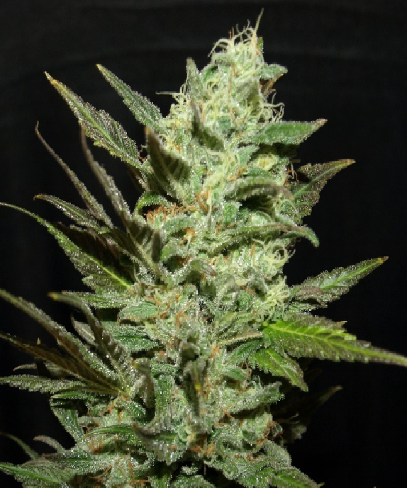 Grape Haze Cannabis Seeds