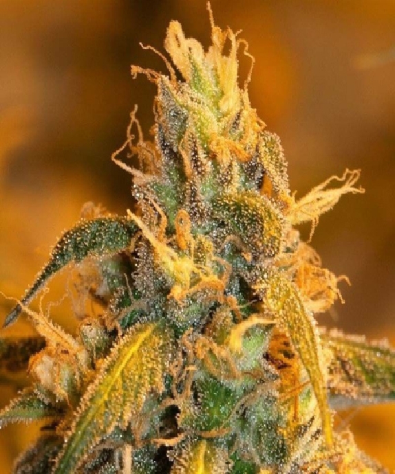 Grapefruit Cheese Cannabis Seeds