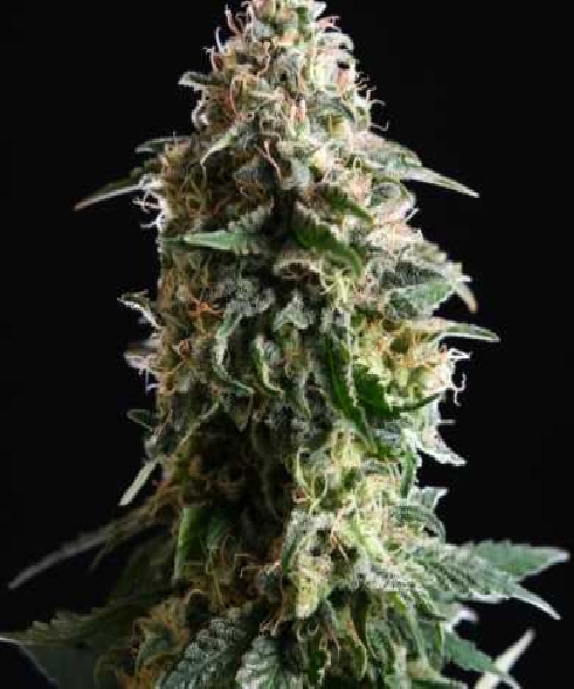 Amnesia Dream XL Auto Edition Cannabis Seeds
