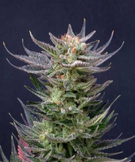 Purple Dream Auto Edition Cannabis Seeds