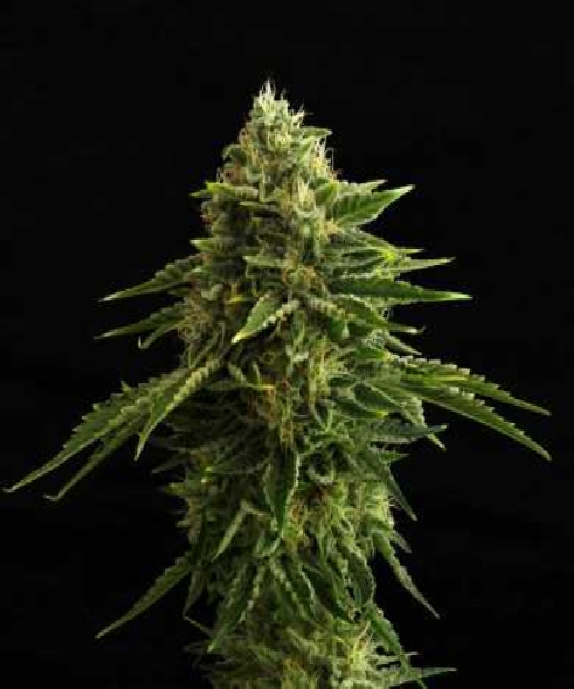 Zkit Kandy Dream Edition Cannabis Seeds
