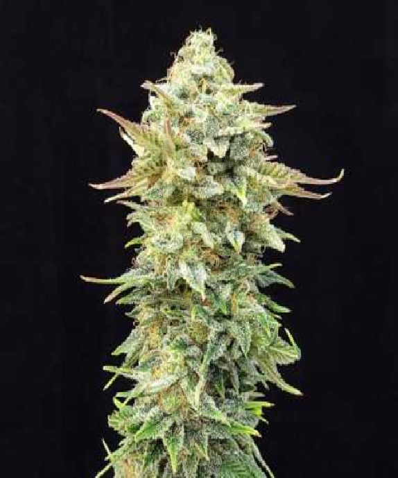 Pineapple Dream Edition Cannabis Seeds