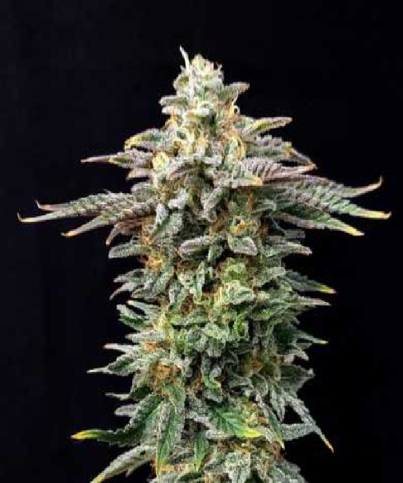 Cherry Dream Edition Cannabis Seeds