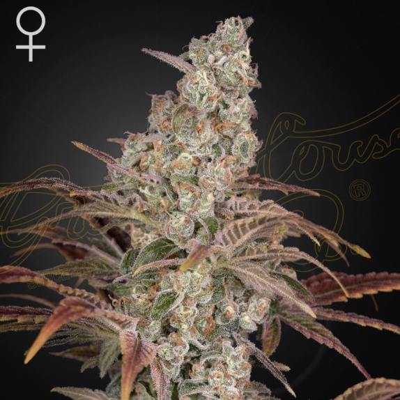 Jack's Dream Feminised Cannabis Seeds