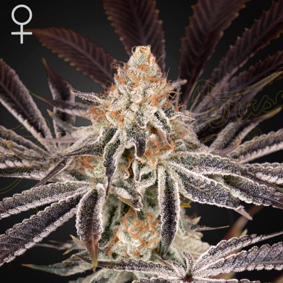 Dark Phoenix Feminised Cannabis Seeds