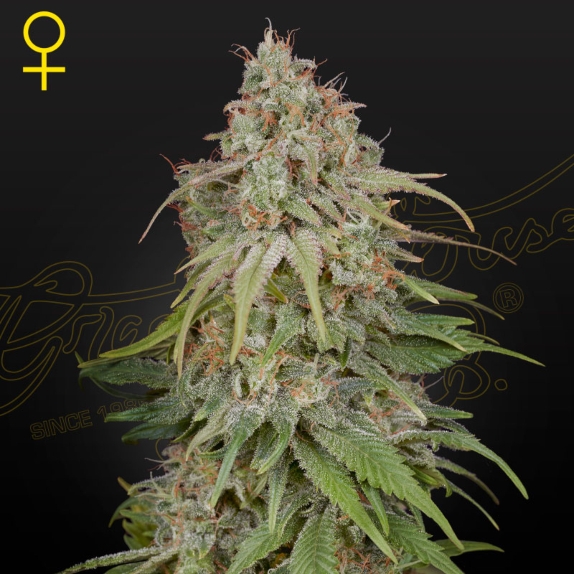 GH Amnesia Feminised Cannabis Seeds